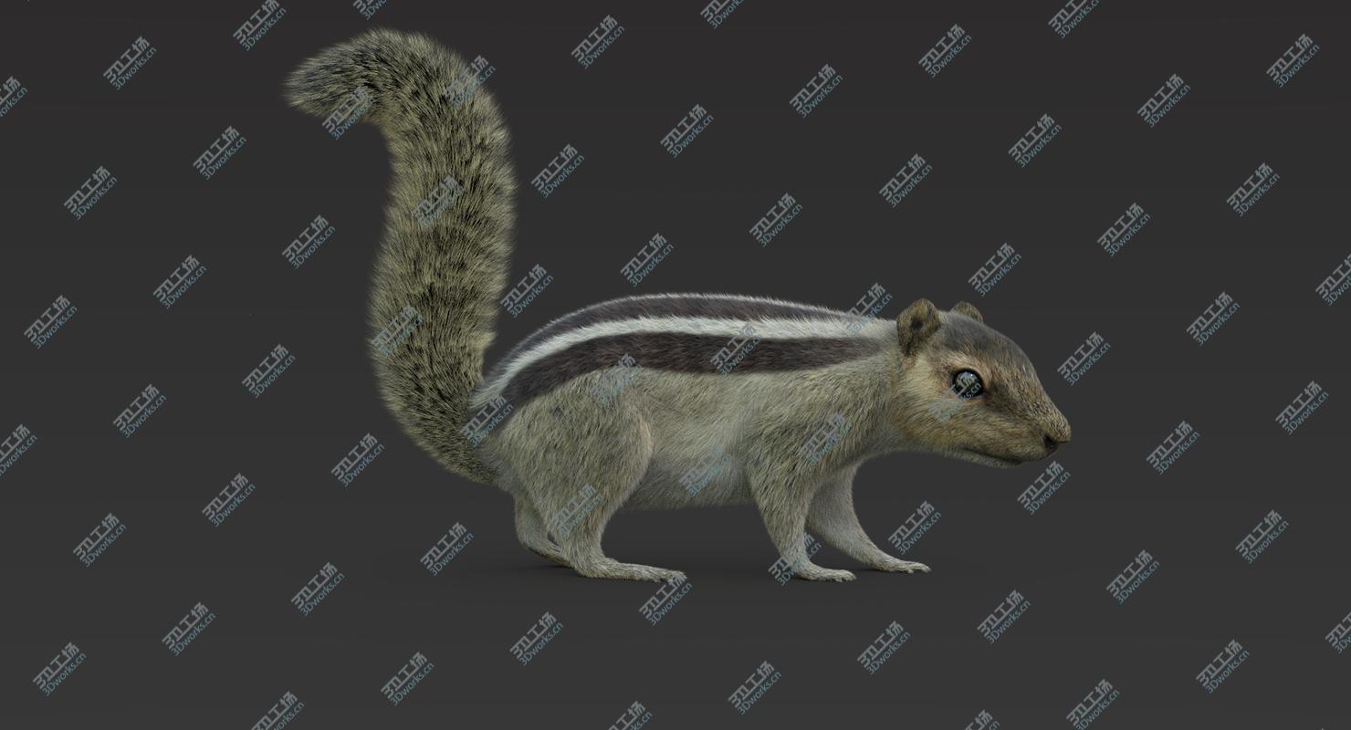 images/goods_img/2021040162/3D Squirrel 2 (Fur) Rigged model/1.jpg
